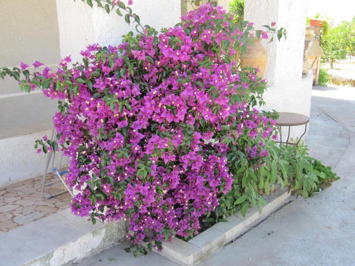 B&B I Limoni Sorso Exteriér fotografie